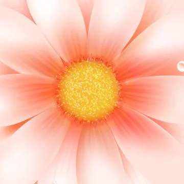 Pink gerber macro Stock Illustration