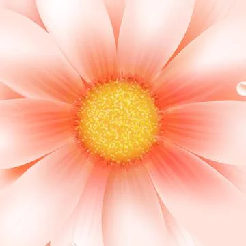 Pink Gerber Macro Stock Illustration