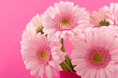 Pink gerber Stock Photos