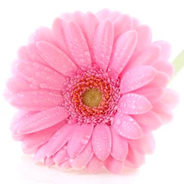 Pink gerber 스톡 사진