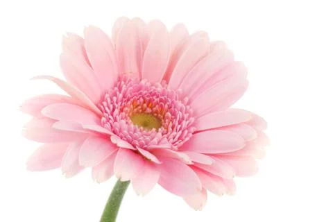 Pink gerber Stock Photos