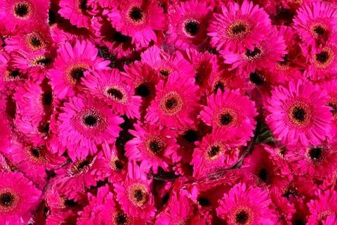 Pink gerbera background Foto stock