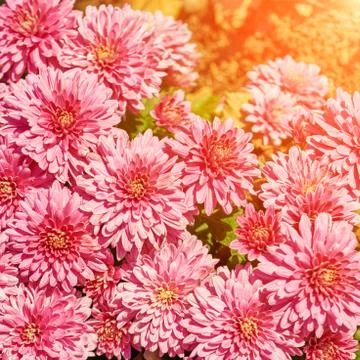 Pink Gerbera background Stock Photos