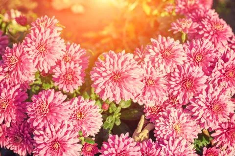 Pink Gerbera background Stock Photos