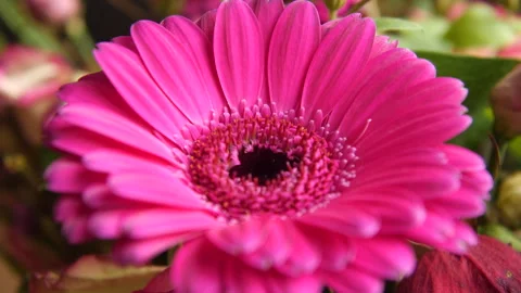 Pink gerbera in bloom, close up of leafs and heart. Stock Footage 260121315