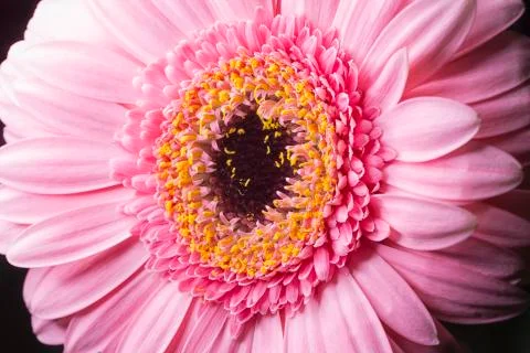 Pink Gerbera Close Up macro image. Foto stock
