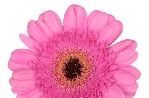 Pink gerbera close up macro Stock Photos