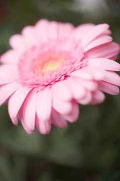 Pink gerbera (close-up) Stock Photos