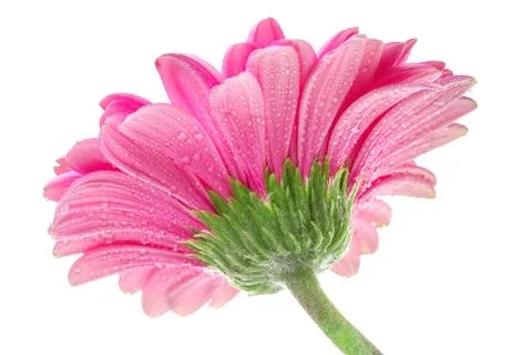 Pink gerbera close up Stock Photos