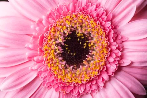 Pink Gerbera Close Up Stock Photos
