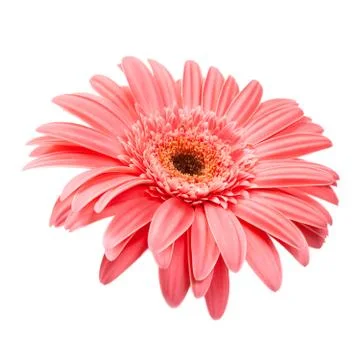 Pink gerbera close up Stock Photos
