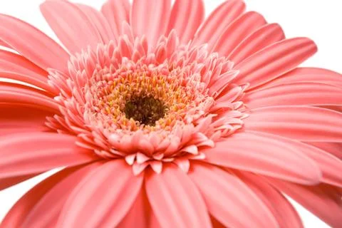 Pink gerbera close up Stock Photos