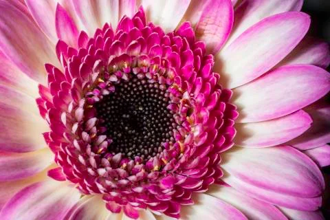 Pink Gerbera Close Up Foto stock