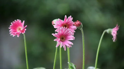 Pink gerbera daisies Stock Footage 644877