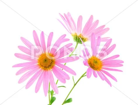 Pink gerbera daisies Stock Photos