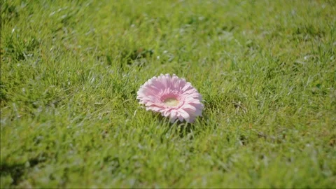 Pink Gerbera Daisy Blooming On Green Grass Field During Sunny Day Stock Footage 343401586