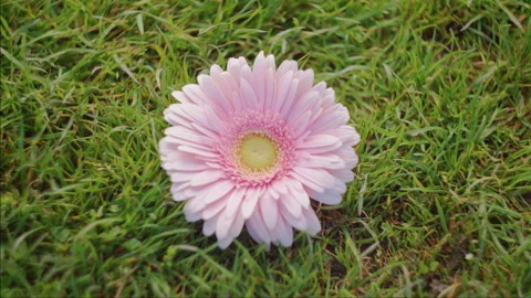 Pink Gerbera Daisy Close-Up In Grass Stock Footage 341842125