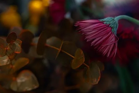 Pink gerbera daisy flower with eucalyptus branch macro shot in dark moody l.. 스톡 사진