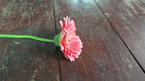 Pink gerbera daisy flower side view on wooden table. Stock Footage 342319525