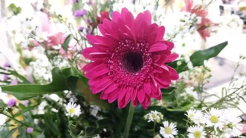 Pink gerbera daisy in full bloom with vibrant petals amid white and purple ti Stock Photos