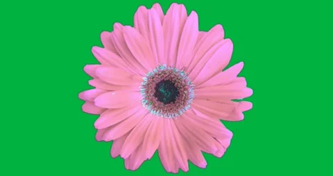 Pink gerbera daisy glowing in transparent background, showing petal motion for Stock Footage 317480108