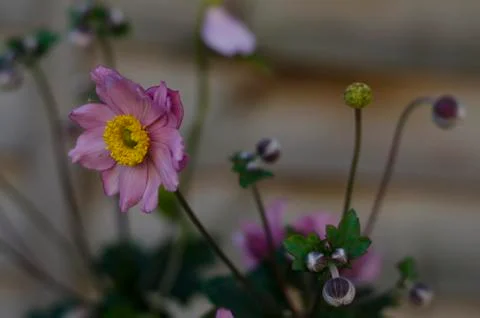 Pink Gerbera Daisy Stock Photos