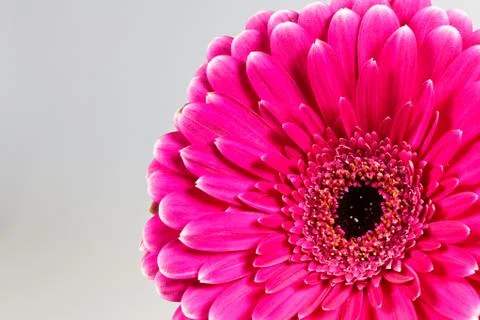 Pink gerbera daisy Stock Photos