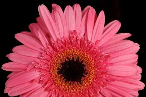 Pink gerbera daisy Stock Photos