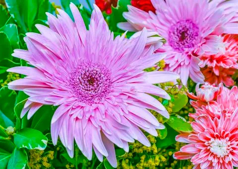 Pink Gerbera Daisy Stock Photos