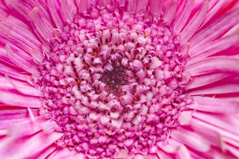 Pink Gerbera Daisy Stock Photos