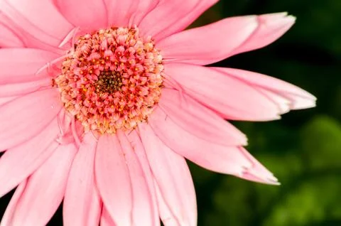 Pink Gerbera Daisy Stock Photos