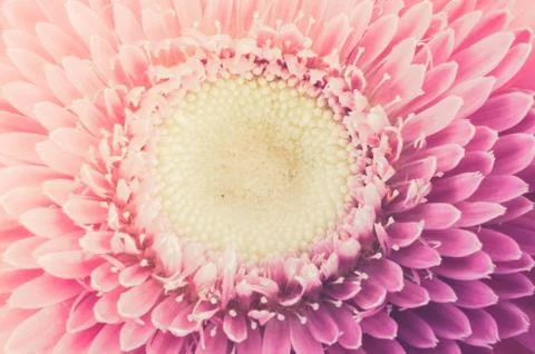 Pink gerbera daisy Foto stock