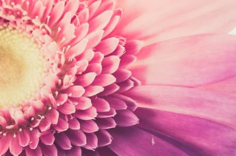 Pink gerbera daisy Stock Photos