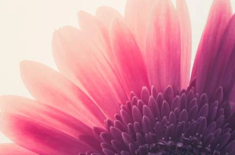 Pink gerbera daisy Stock Photos