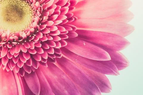 Pink gerbera daisy Stock Photos