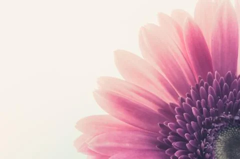 Pink gerbera daisy Stock Photos