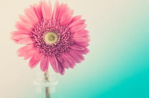 Pink gerbera daisy Stock Photos