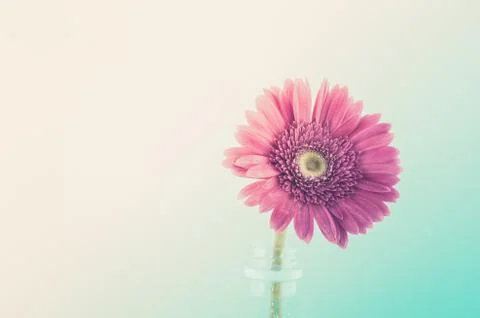 Pink gerbera daisy Stock Photos