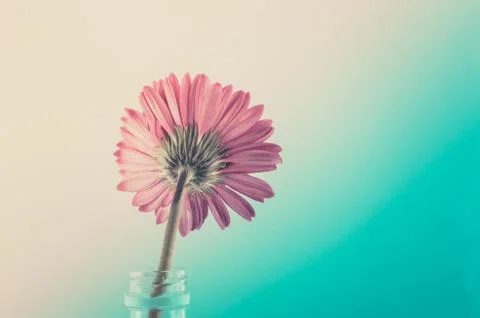 Pink gerbera daisy Stock Photos
