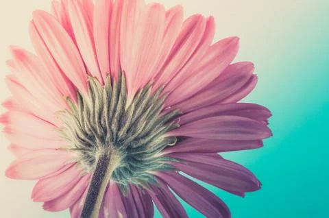 Pink gerbera daisy Stock Photos