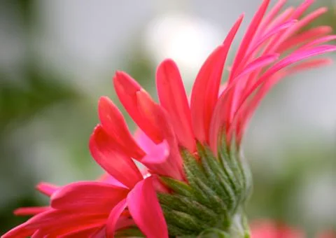 Pink Gerbera daisy Stock Photos