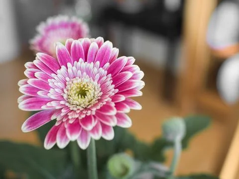 Pink Gerbera Daisy Stock Photos