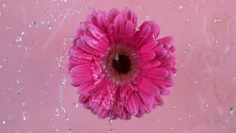 Pink gerbera daisy rotates under splashing water droplets slow motion footage Stock Footage 327578243