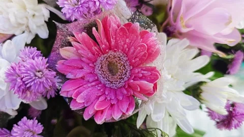 Pink gerbera daisy with water drops in bouquet. Stock Footage 342319595