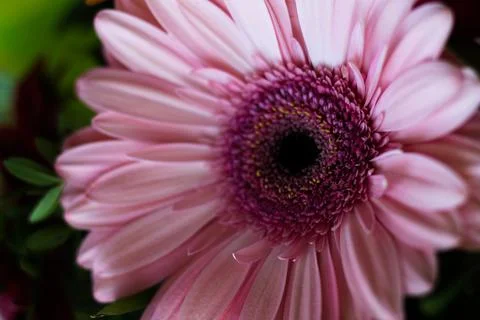 Pink gerbera on a dark background Stock Photos
