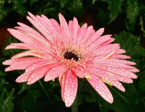 Pink gerbera with dew drop Foto stock