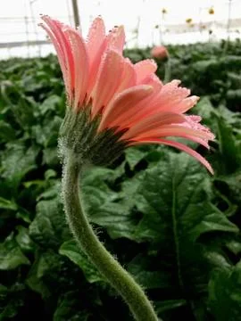 Pink gerbera with dew drops Foto stock
