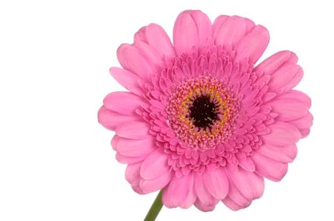 Pink gerbera extreme close up Stock Photos