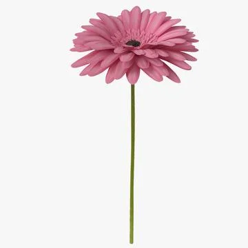 Pink Gerbera Flower 3D Model