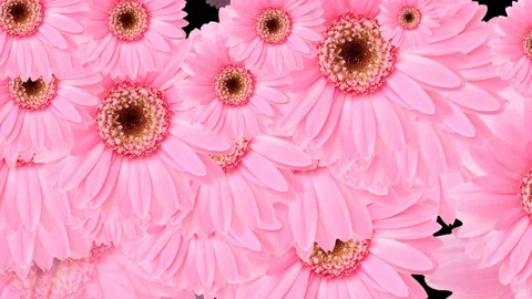 Pink Gerbera Flower Falling and Moving Abstract on a black background Stock Footage 194878440